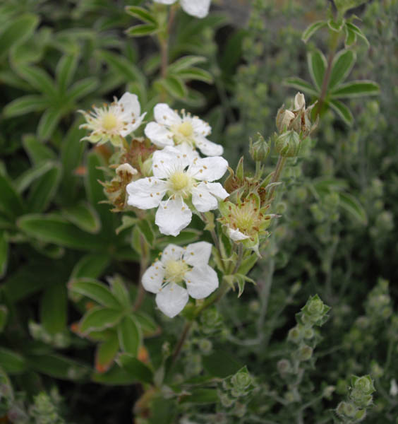 Potentilla alchimilloides photo